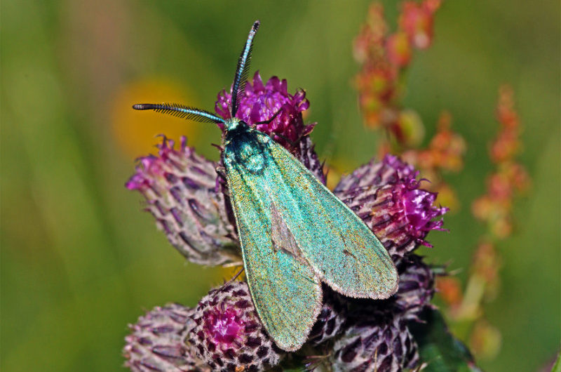 Ampfer-Grünwidderchen ist Schmetterling des Jahres 2023 Dazu hat ihn die BUND-Naturschutzstiftung NRW ernannt. Warum gerade diese Art?