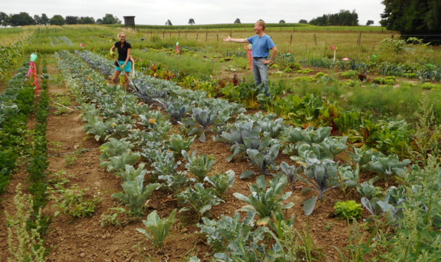 Auch in 2024 wieder selber Biogemüse frisch vom Acker ernten Gemüseselbsternte auf dem Bio-Bauernhof Essers in Jüchen-Neuenhoven